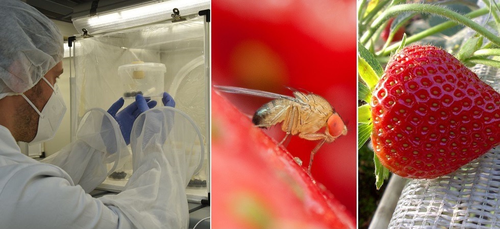 Lotta alla Drosophila, rilasci dell'insetto antagonista e sperimentazioni sulle fragole